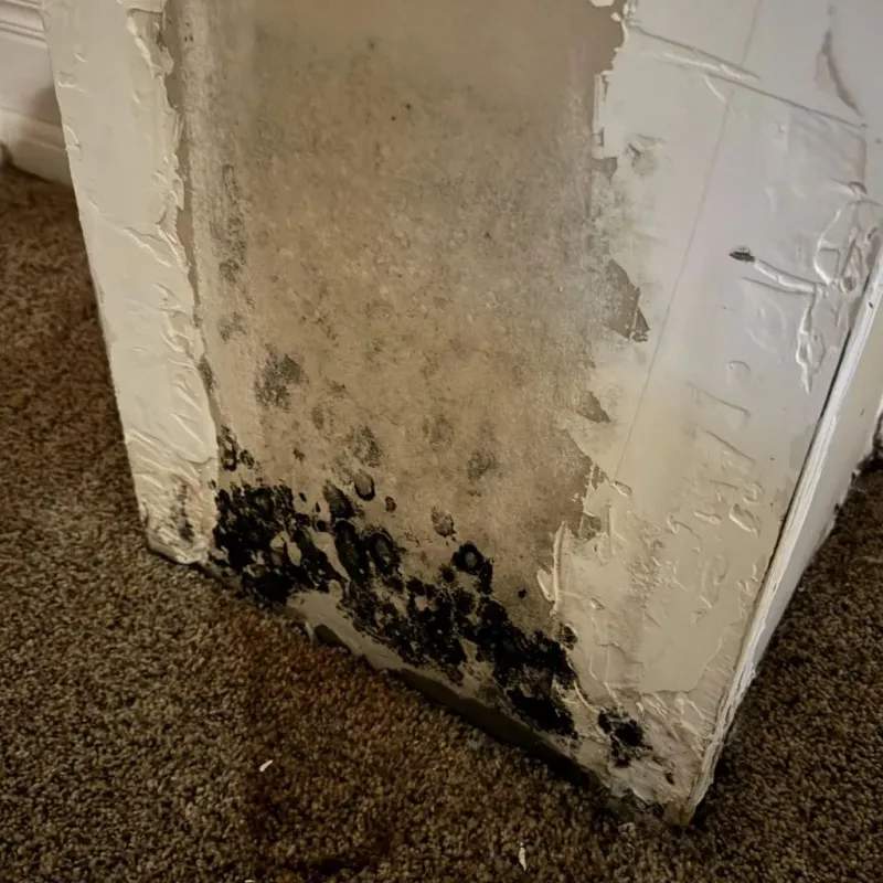 Professional Mold Removal in Sweet Home, OR